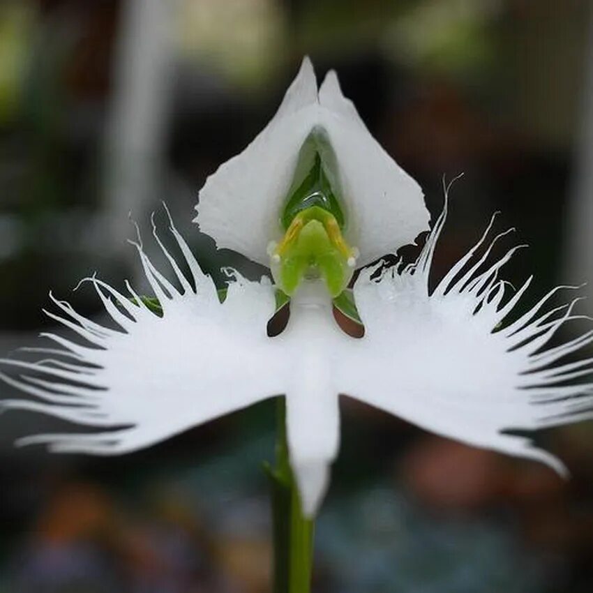 Крылатый цветок. Орхидея хабенария Радиата. Орхидея белая цапля. Орхидея бразильская Крылатая Перистерия. Орхидея «большая белая цапля» (Habenaria Radiata).