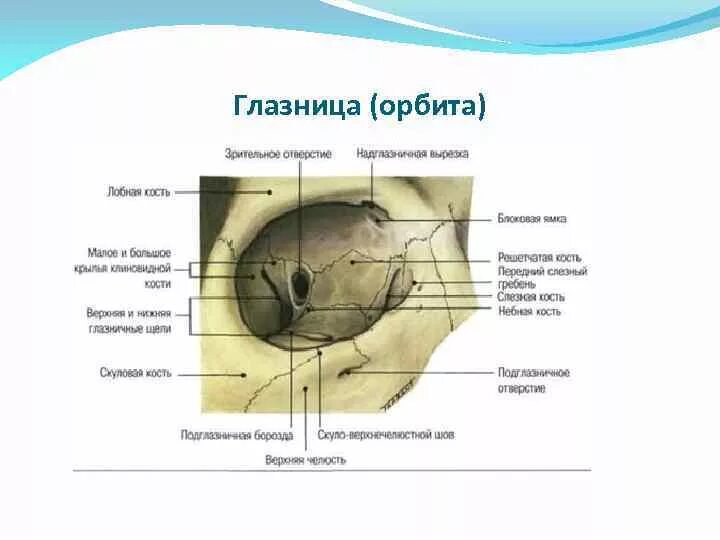 Содержимое глазницы. Содержимое глазницы