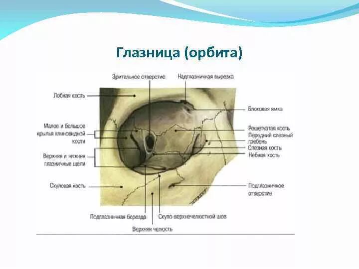 Части глазницы. Анатомия орбиты строение стенок отверстия. Строение глазницы анатомия. Строение стенок глазницы анатомия. Глазница черепа анатомия.