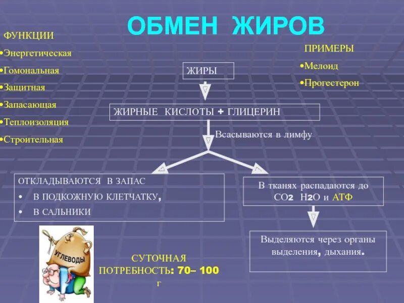 Обмен жиров схема. Схема жирового обмена. Жировой обмен в организме человека схема. Обмен жиров в организме человека схема.