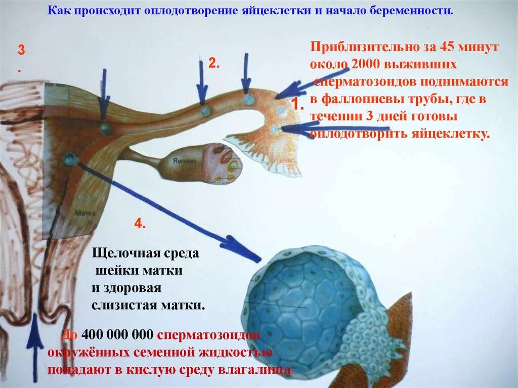 Кап происходит оплодотворение. КСК происходит оплодотворения. Как происходит оплодотворение. Путь оплодотворенной яйцеклетки. Сколько творится