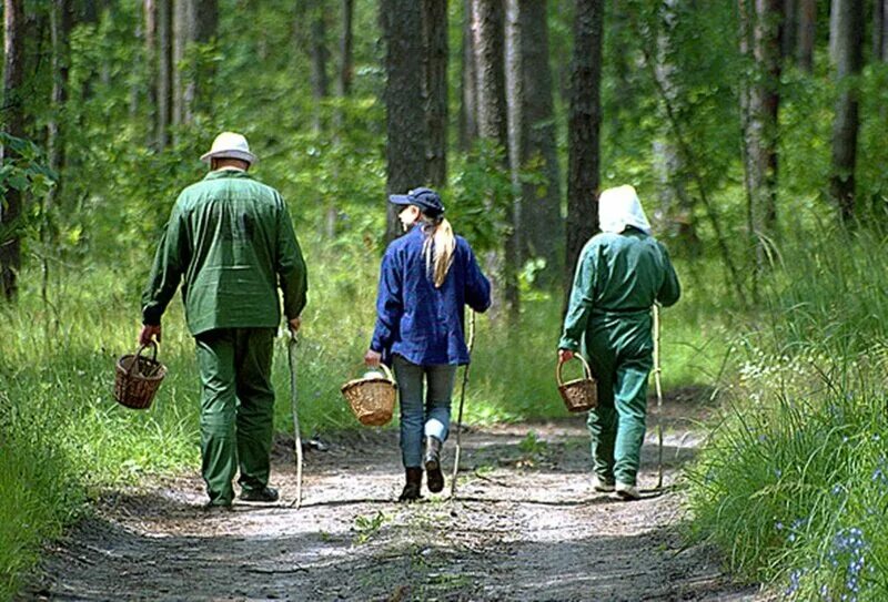Корзинка белых грибов. Мужик с грибом. Грибник фотосессия. Что за гриб. Сбор грибов в лесу.
