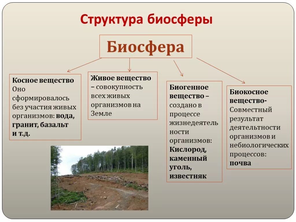 Выберите пример концентрационной функции биосферы. Биосфера состав и строение. Основные структуры биосферы. Опишите структуру биосферы. Биосфера ее строение и функции.