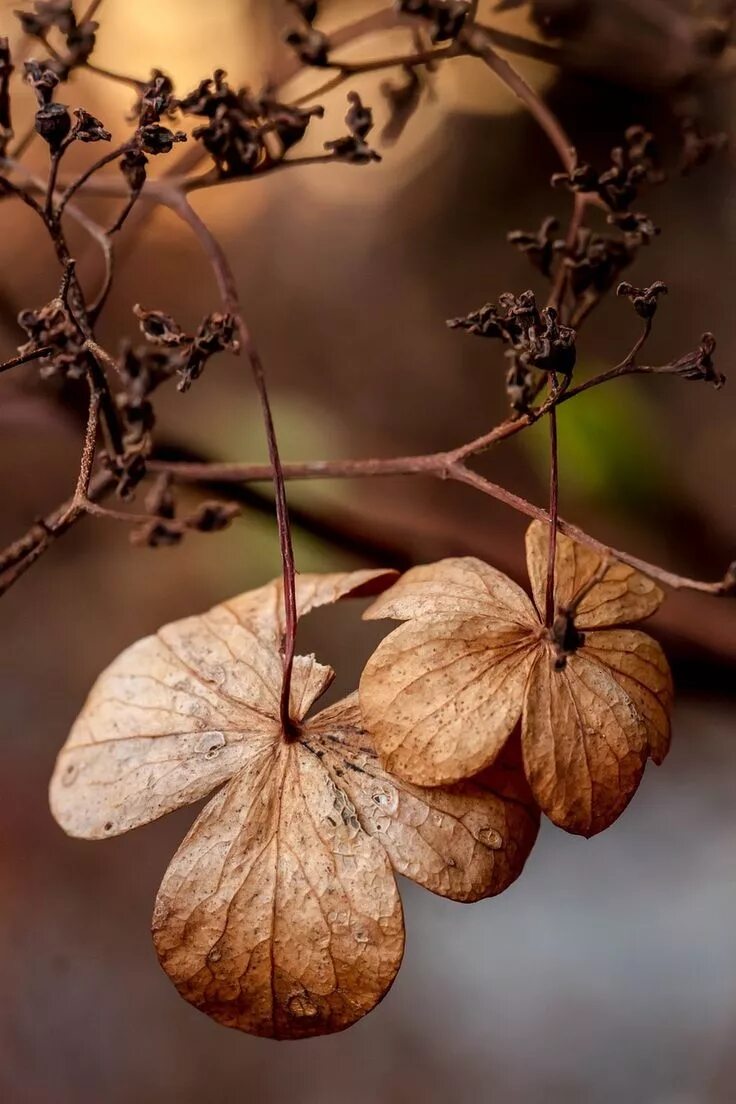 Brown flowers