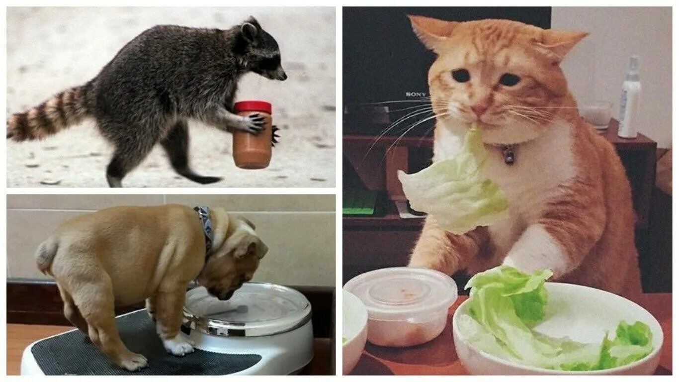 Я не знаю голод. Невкусно и грустно. Невкусно и грустно кот. Кот на диете. Кот худеет.