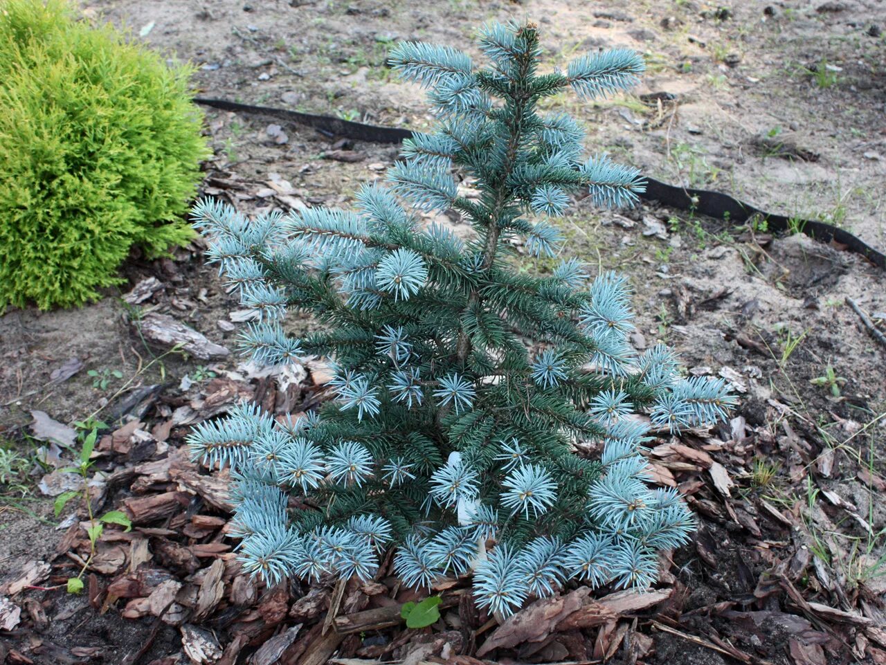 Ель колючая Белобок. Ель колючая Bialobok. Ель Белобок (Picea pungens Bialobok). Picea pungens 'Bialobok' с2. Ель колючая сорта