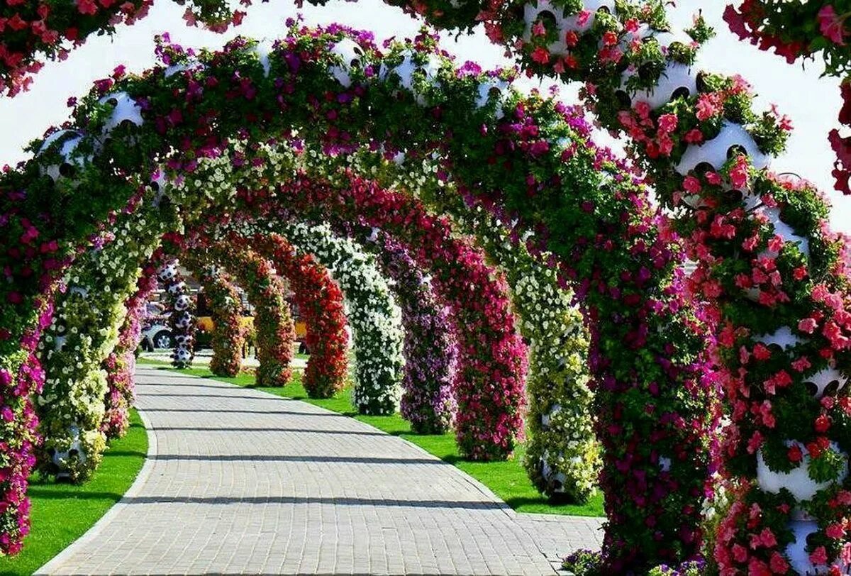 Плетистые розы Берсо. Miracle Garden Дубай. Берсо с розами. Арка для петуньи