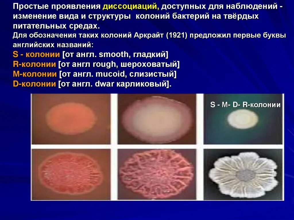 S форма бактерий. Формы колоний бактерий r s. Колонии s и r формы. S И R формы бактерий. Формы колоний микроорганизмов.