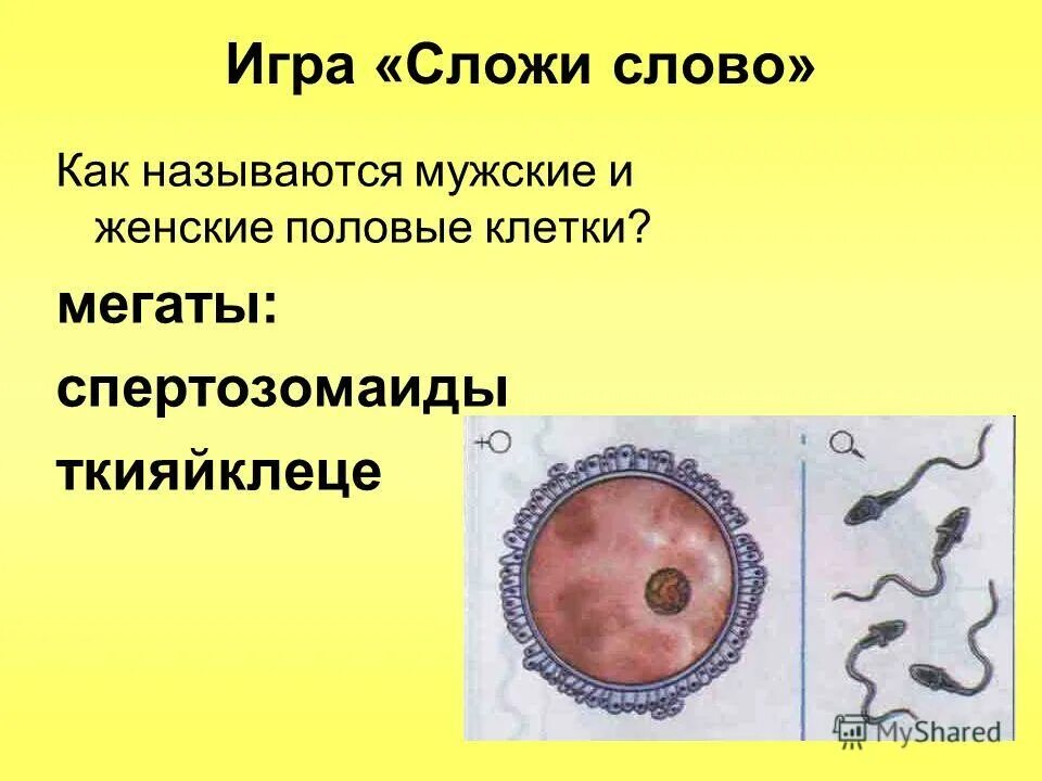 яйцеклетка женская половая клетка. характеристика половых клеток гамет сперматозоиды яйцеклетки. мужские и женские половые клетки. 5. строение половых клеток сперматозоид и яйцеклетка.