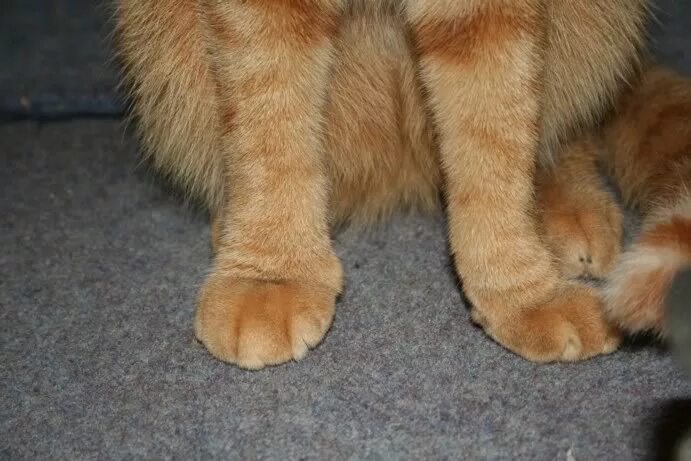 Pin by R2 on ❤ Cats - Cat Paws Cute animal photos, Cute animal pictures, Cat paw