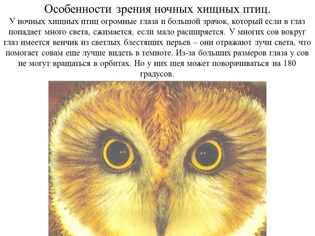 Структура глаза птицы. Строение глаза птицы. Строение глаза Совы. Строение глаза хищной птицы. Зрение хищных птиц.