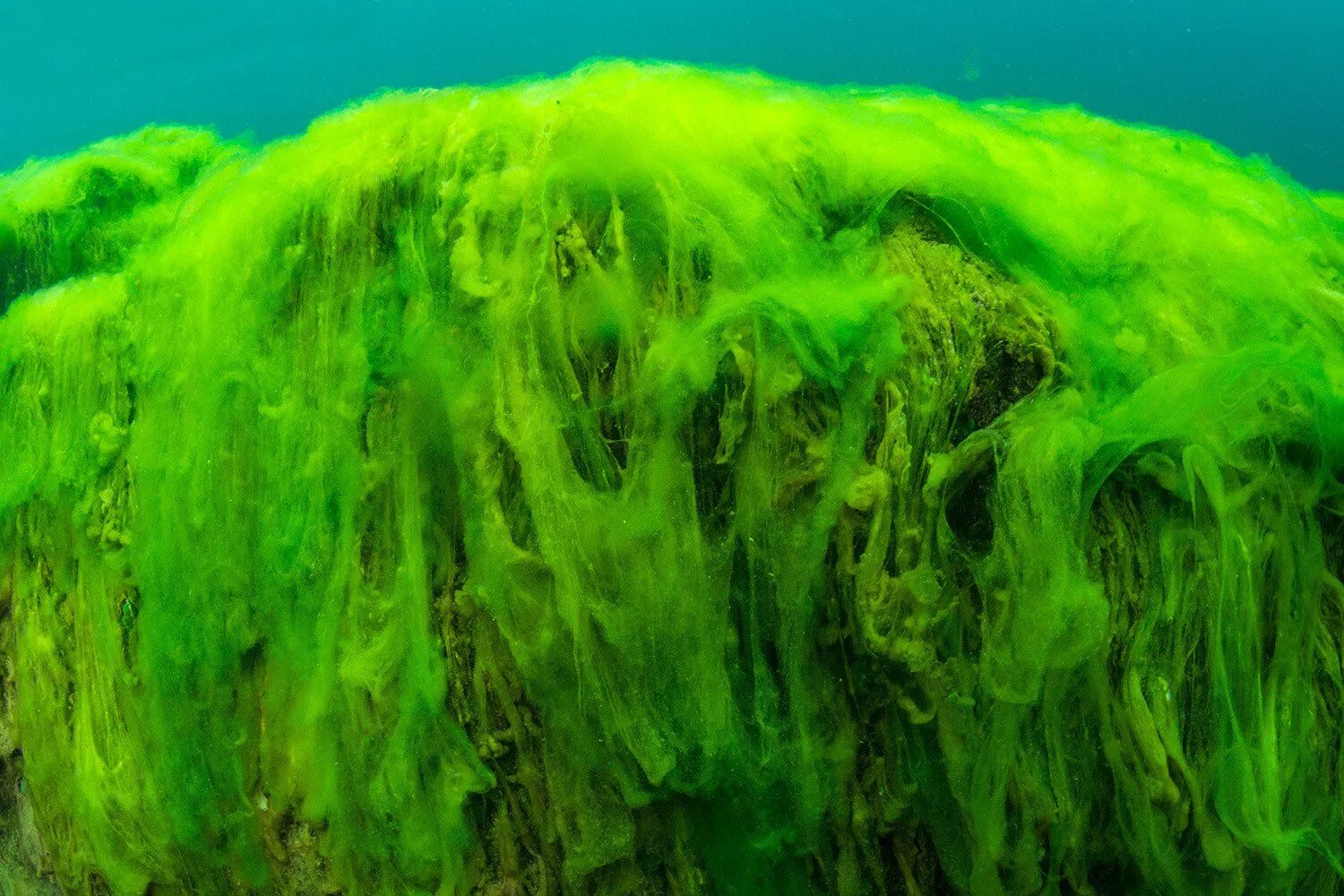 Зеленые водоросли спирогира. Спирогира зеленая нитчатая водоросль. Байкал водоросли спирогиры.