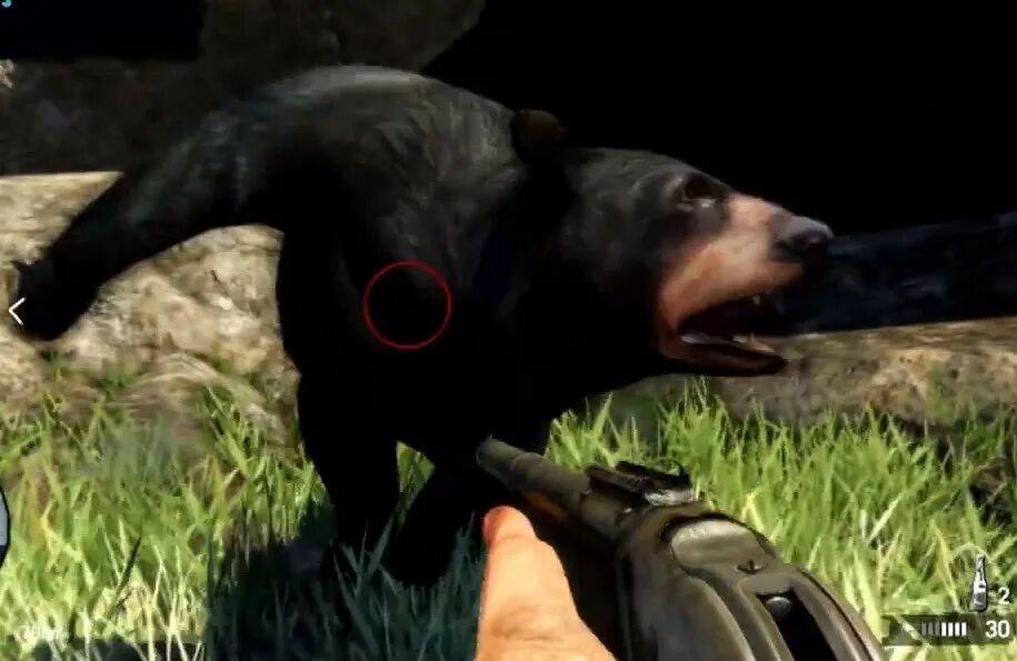 Far cry 5 медведь. Far cry 3 буйвол. Far cry 3 медведь. Far cry 5 медведь. Бессмертный медведь far cry 3 карта.