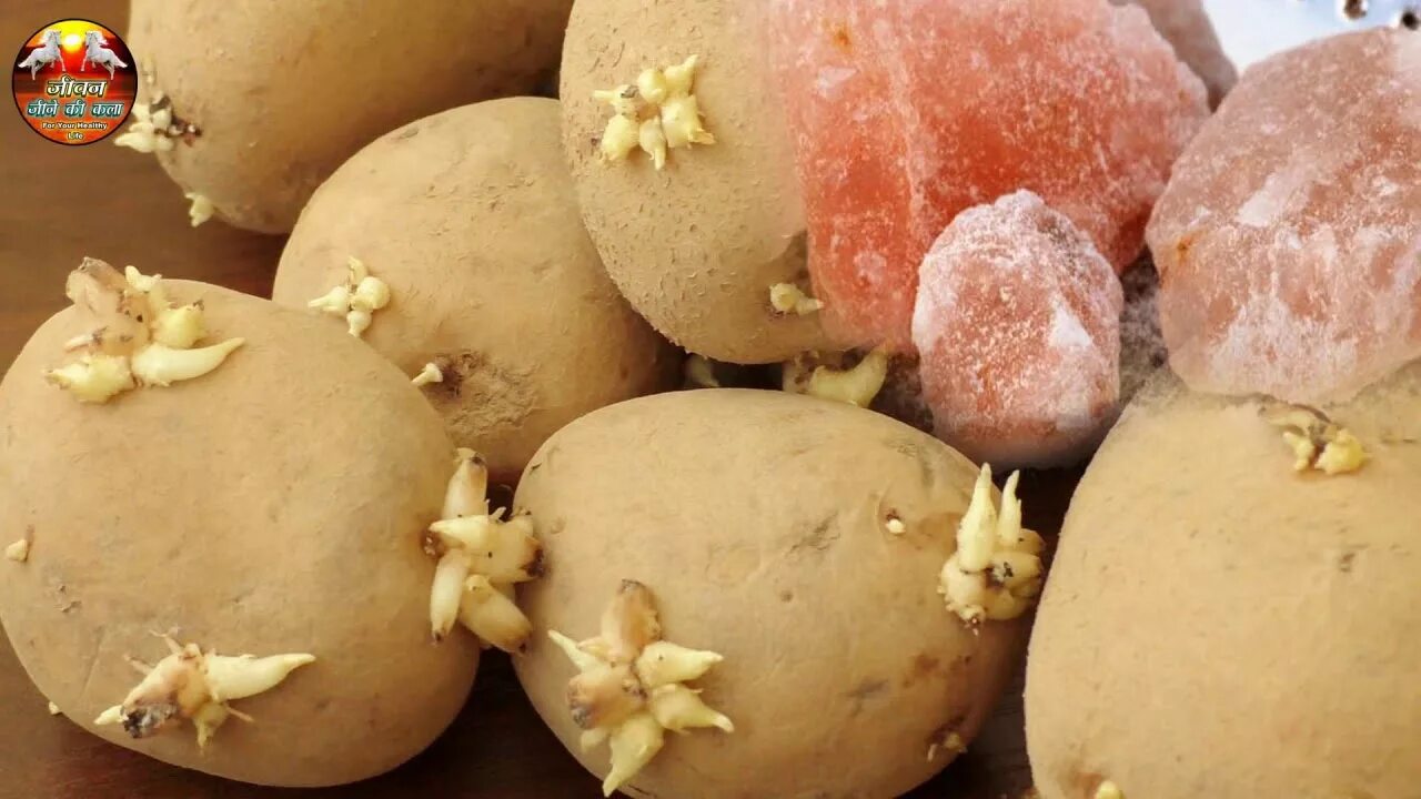 Можно есть проросшую картошку