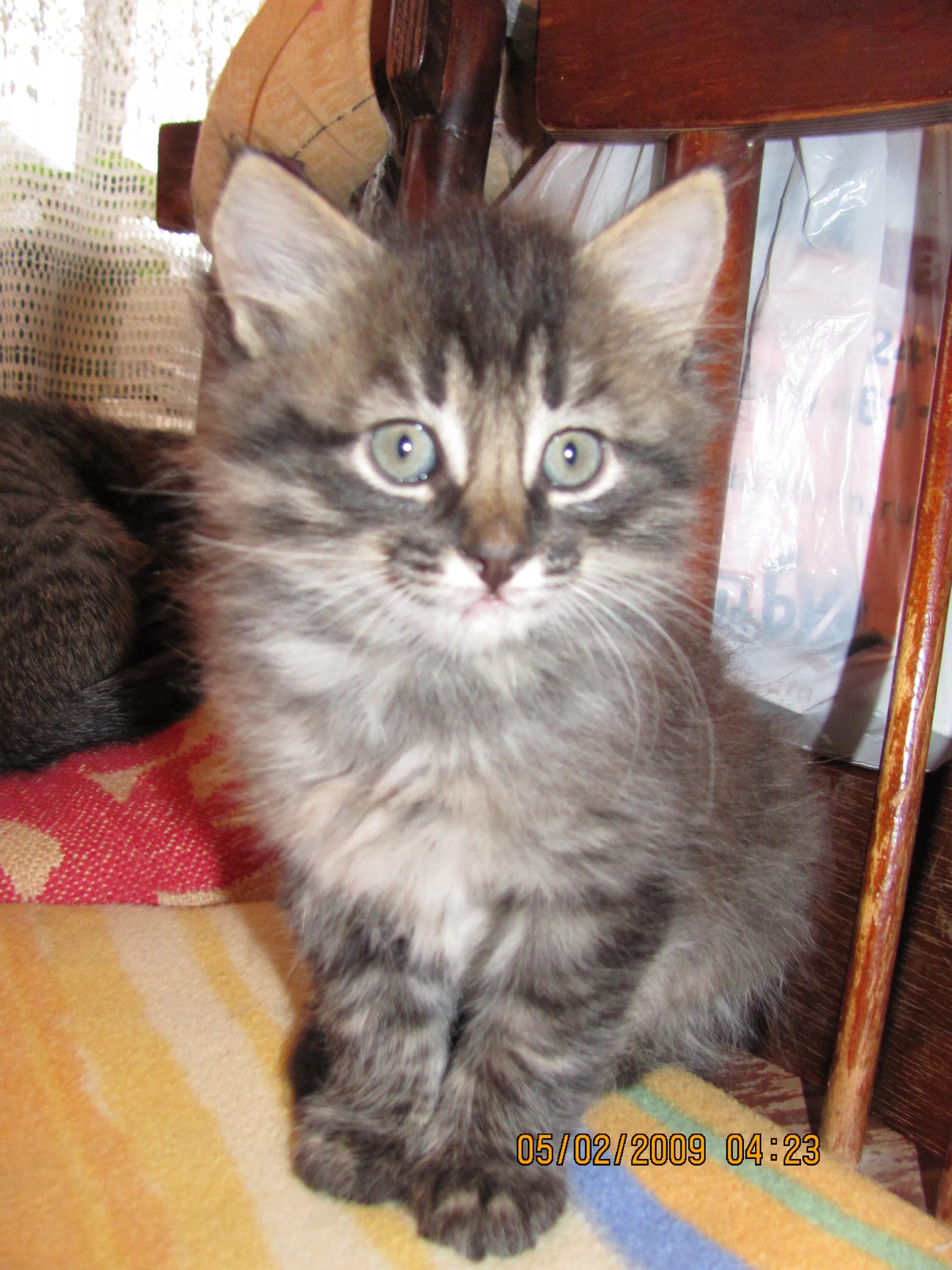 Почему у кошек на лбу буква м. Котенок с буквой м на лбу. серый котенок с буквой м на лбу. порода кошек с м на лбу. сибирский кот с буквой м на лбу.