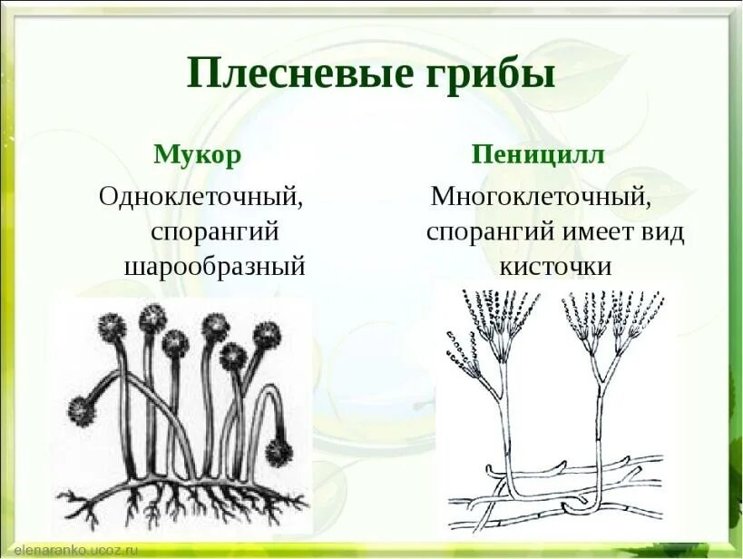 Название низших грибов. Плесневые грибы мукор и пеницилл. Строение грибов дрожжи, плесневые грибы, пеницилл. Плесневый гриб строение грибницы. Плесневые грибы пеницилл строение.