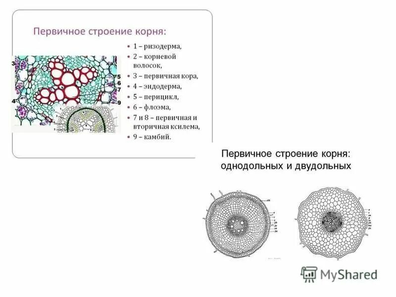поперечный срез стебля двудольного растения егэ. наличие камбия у двудольных. покрытосеменные растения класс двудольные. строение стебля однодольных и двудольных растений. строение камбия и его функции.