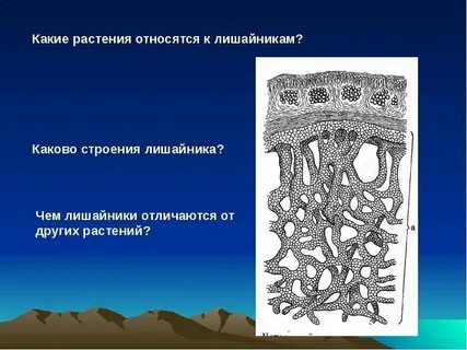 Лишайники являются растением
