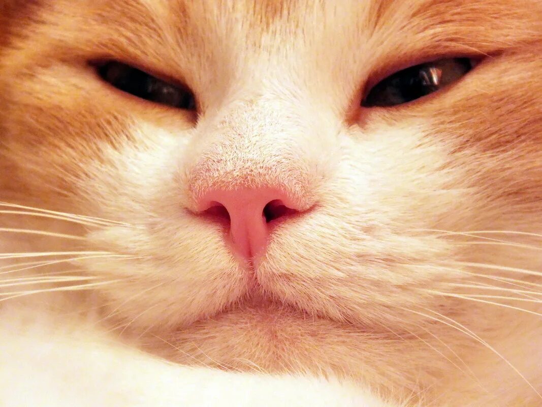 я нашел ваш нос в своих делах. выберите ваш нос. бестактность цитаты. как подобрать форму носа. извините вот вам ваш нос я нашел его.