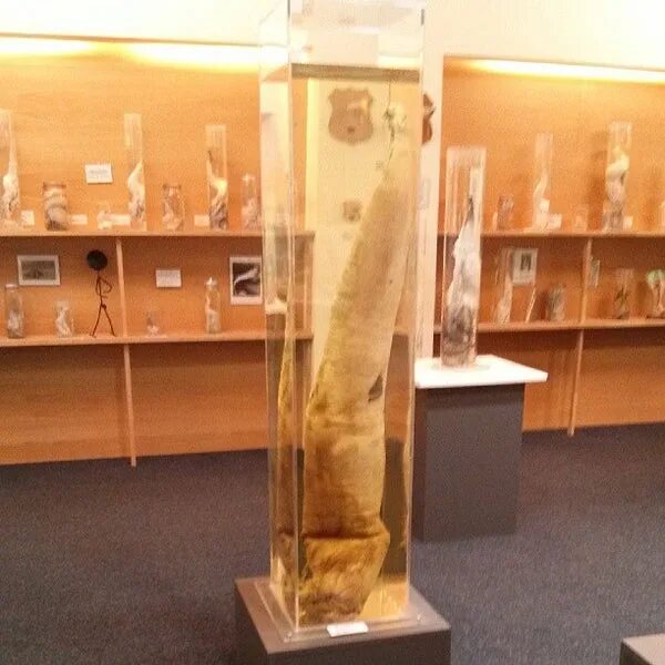 фаллологический музей. исландский музей фаллологии в рейкьявике. музей фаллосов в исландии. исландский фаллологический музей в рейкьявике. фаллологический музей исландия.