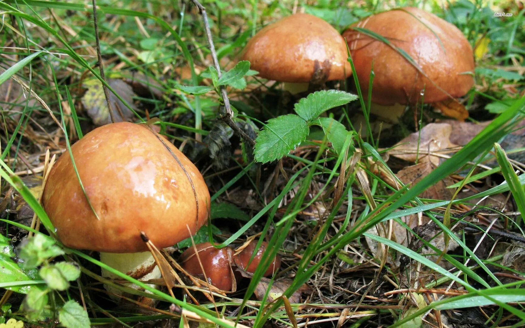 Как быстро растут маслята после дождя. Маслёнок настоящий suillus luteus. маслята в сосновом бору.