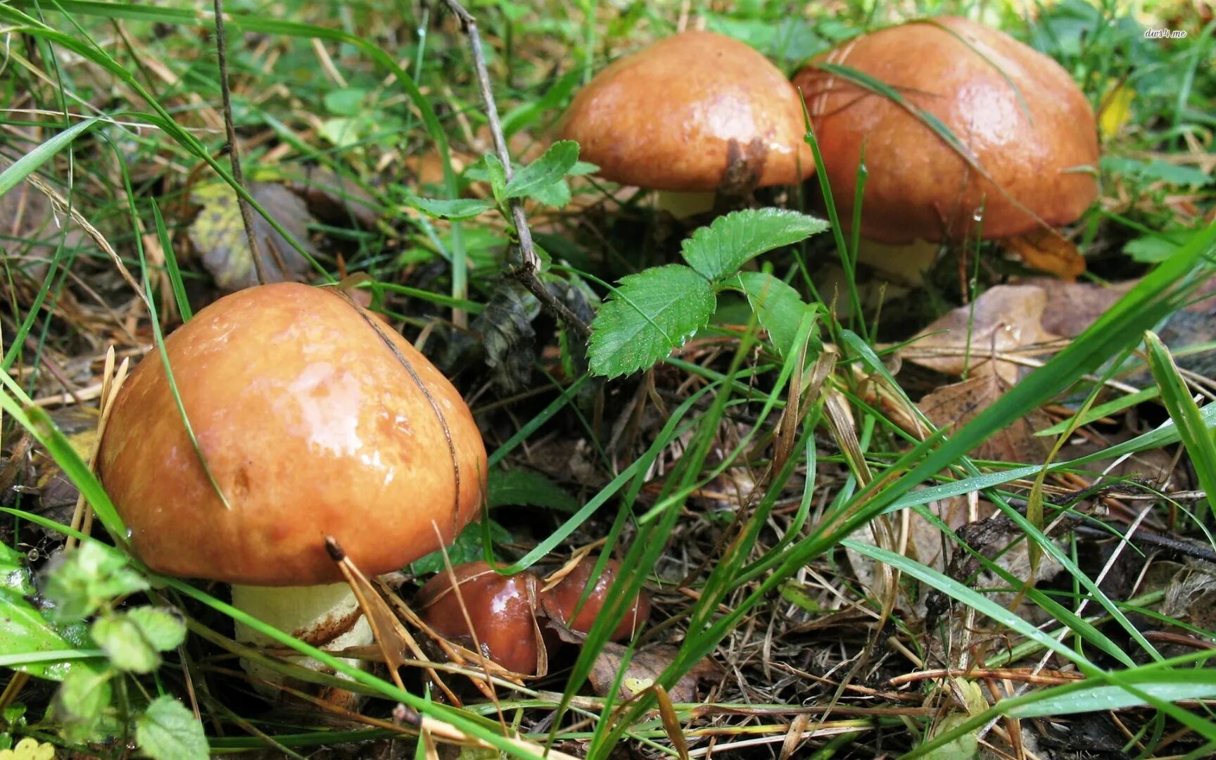 Осенние грибы маслята. Маслёнок настоящий Suillus luteus. Грибы маслята в Ленинградской области. Маслята в Сосновом Бору. Маслята в Сосновом лесу.