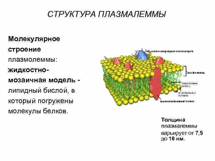 Цитолемма это. Плазматическая мембрана плазмалемма. Клеточная мембрана плазмалемма. Строение клеточной мембраны плазмолеммы. Плазмалемма строение.
