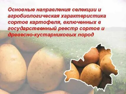 Селекция картофеля