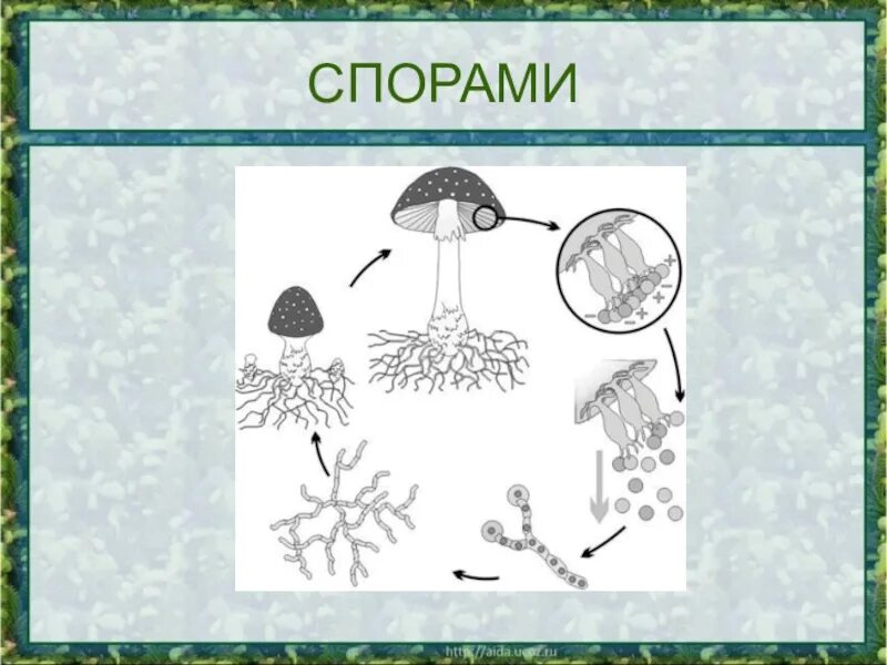 Как растения размножаются 3 класс конспект. Развитие растений 3 класс окружающий мир. размножение и развитие растений 3 класс. размножение спорами. размножение и развитие растений 3 класс окружающий мир.