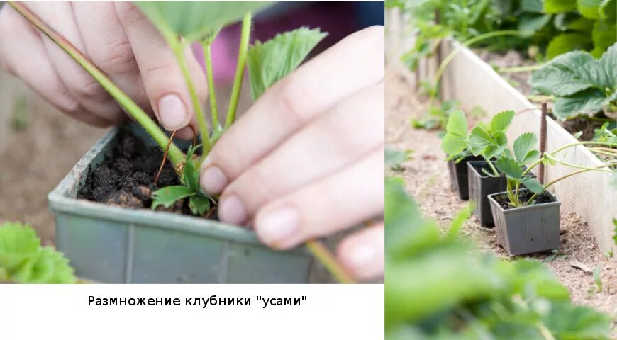 Почему пересадка