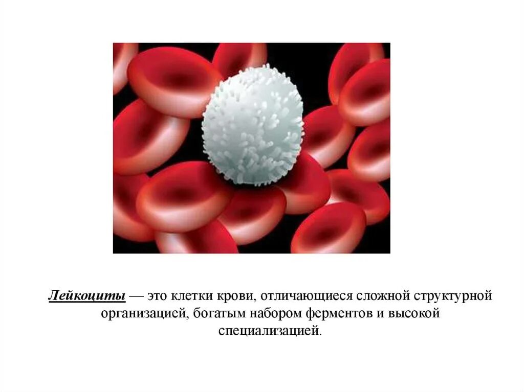Лейкоциты. Лейкоциты в крови. Кровяные клетки лейкоциты. Лейкоциты это белые кровяные клетки. Величина лейкоцитов человека