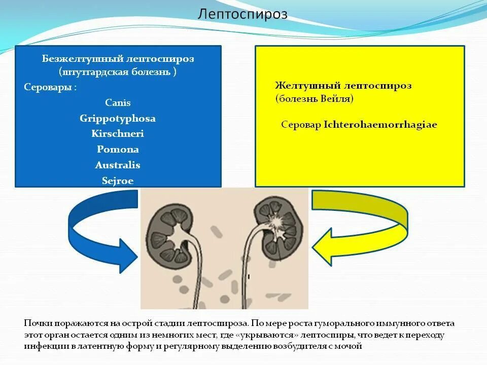 Клинические проявления лептоспироза. Путь заражения больного лептоспирозом. Патогенез заболевания лептоспироз. Больной лептоспирозом