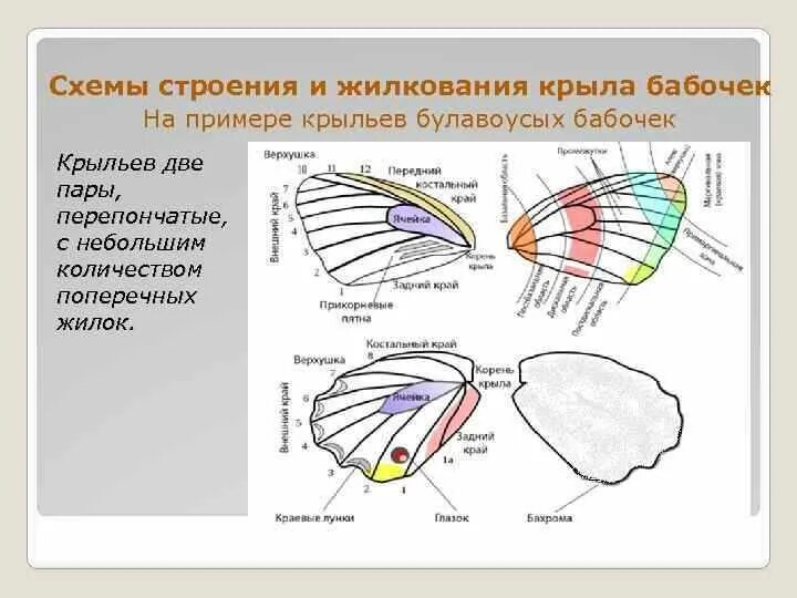 Оборудования для исследования строения крыла бабочки. Чешуекрылые строение крыльев. Строение крыла бабочки. Отряд чешуекрылые строение крыльев. Строение крыла насекомых жилки.