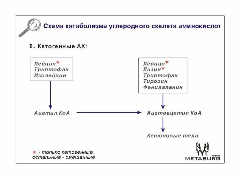 Гликогенные и кетогенные аминокислоты. Катаболизм углеродного скелета аминокислот. Схему превращения углеродного скелета. Превращение углеродного скелета. Судьба углеродного скелета аминокислот.