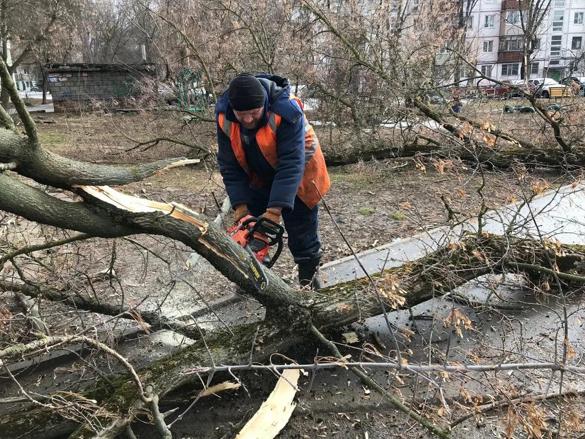 Обрезка деревьев спб. Кронирование деревьев в туле. кронирование деревьев в европе. срезанное дерево.