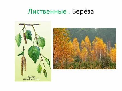 Береза лиственное или хвойное
