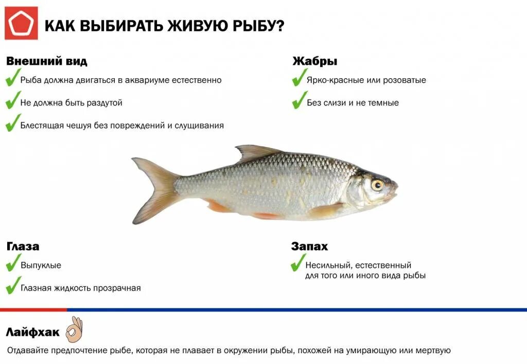 Какая должна быть рыба. Свежесть рыбы определяют. Выбираем рыбу. Как выбрать рыбу. Как правильно выбирать рыбу.