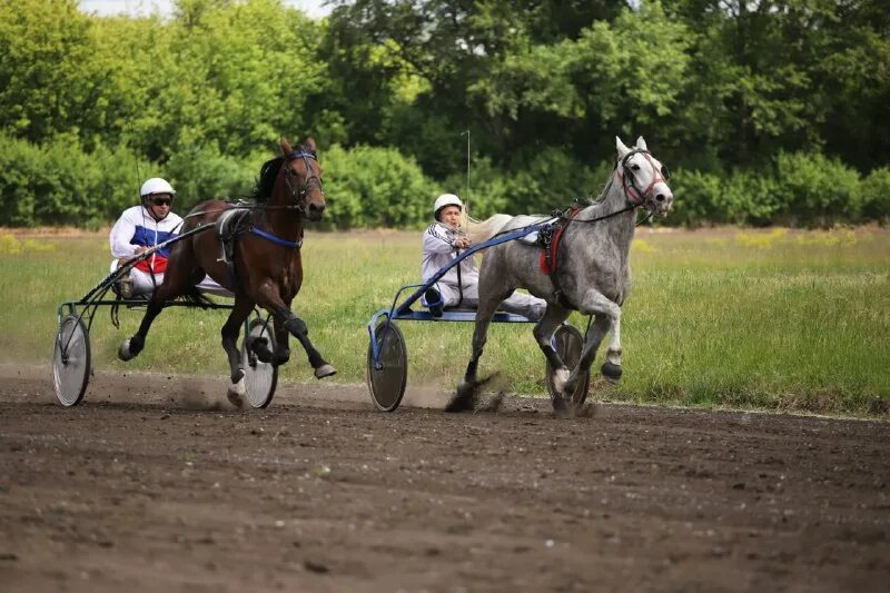 сергей лавров конь. конь иностранцы. лавров конь фотожаба. лошадь породы мустанг. владимир владимирович путин с лошадьми.