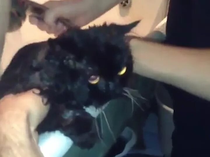 кот мужик видео. брутальный мужчина с котом. эй мужик. кошка и хозяин. я бык с котом видео сохранить.