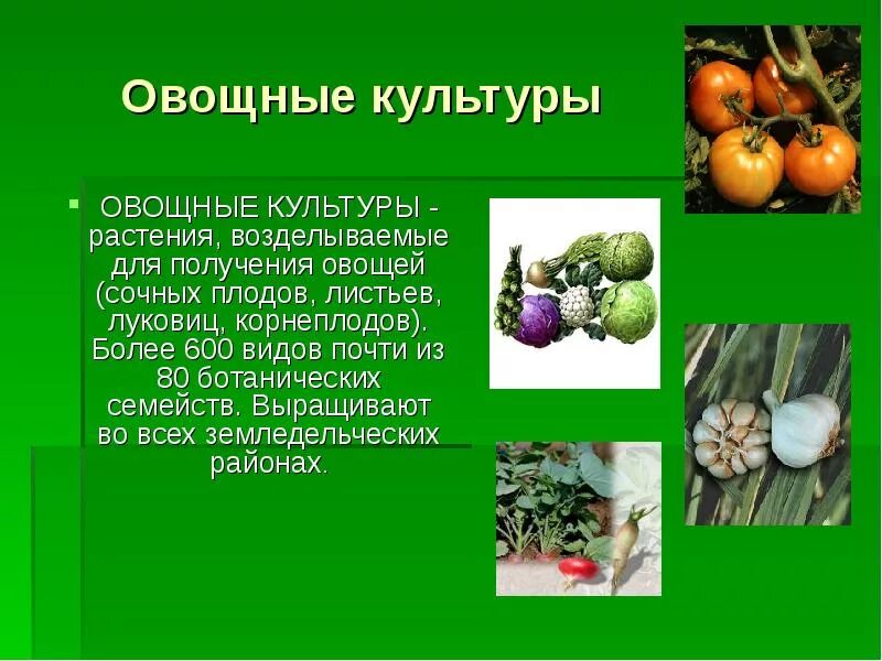 Примеры сортов любых культурных растений. Овощные культуры растения. Овощные культуры презентация. Культурные растения овощи. Плодовые овощные растения.