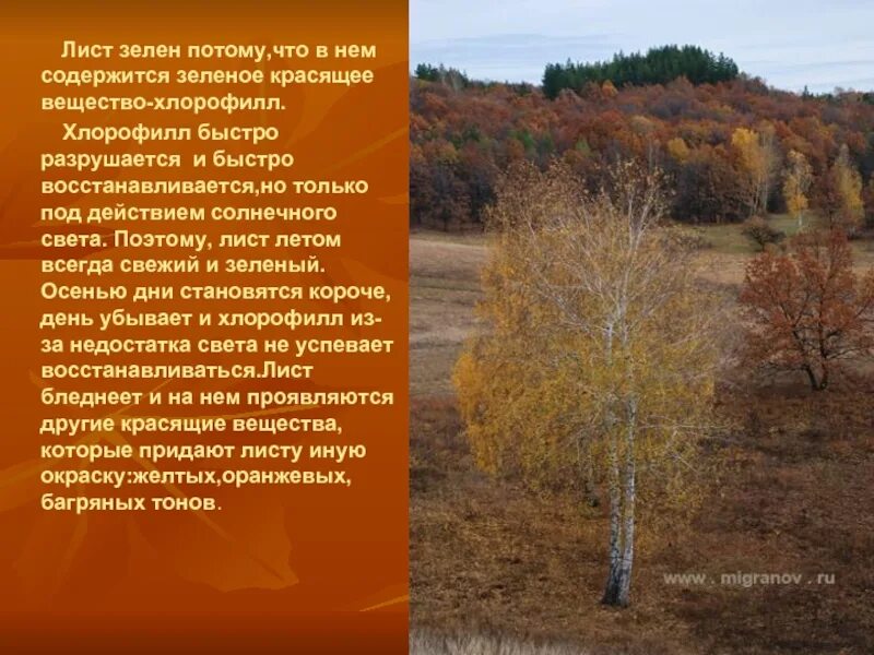 Лист какой зеленеющий. Почему желтеют листья на деревьях. сочинение листопад. период листопада у разных деревьев. почему желтеют листья 4 класс.