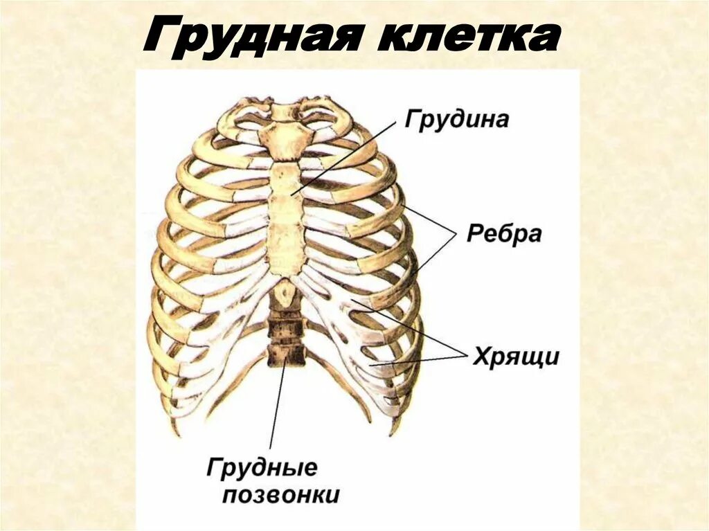 Скелет человека грудной отдел. Строение грудной клетки человека скелет. Скелет туловища Грудин человека анатомия. Скелет туловища человека ребра.