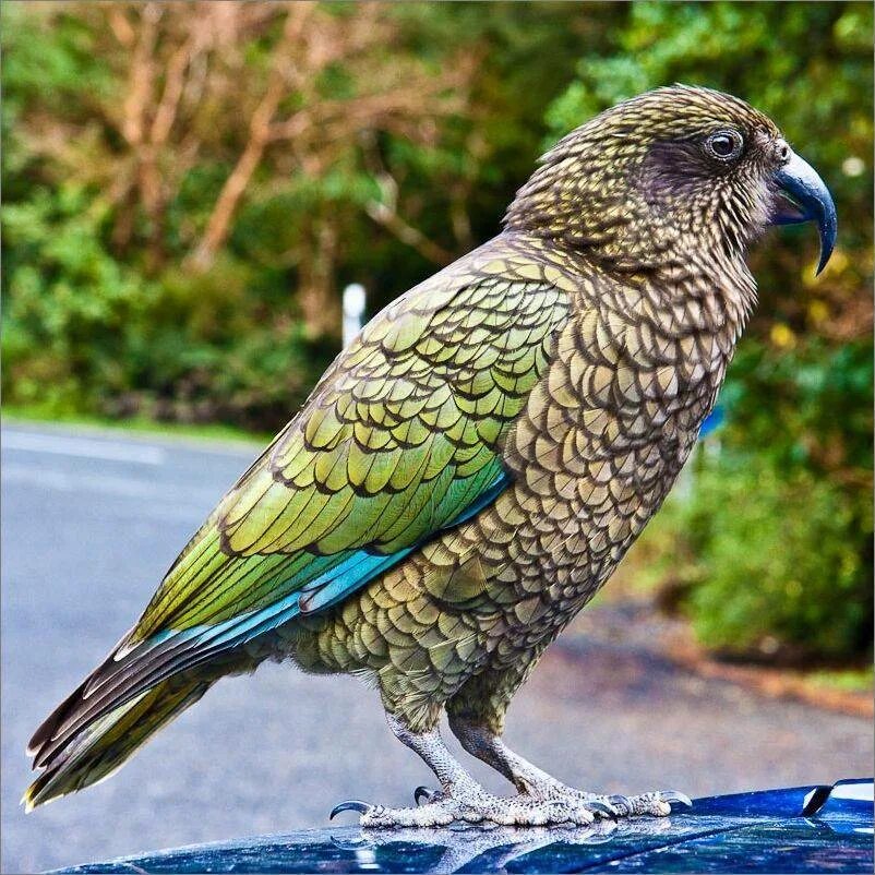 Кто такой попугай. Горный попугай Кеа. Новозеландский попугай Кеа. Попугай Кеа новая Зеландия.