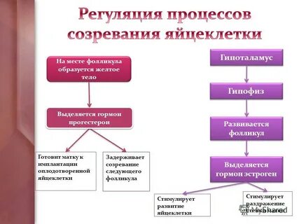 Процесс созревания фолликула