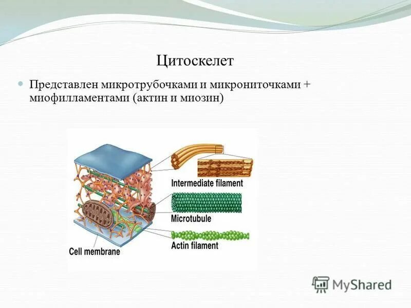 Цитоскелет транспорт. Опорная функция цитоскелета. Цитоскелет транспорт. Цитоскелет транспорт. Цитоскелет транспорт.