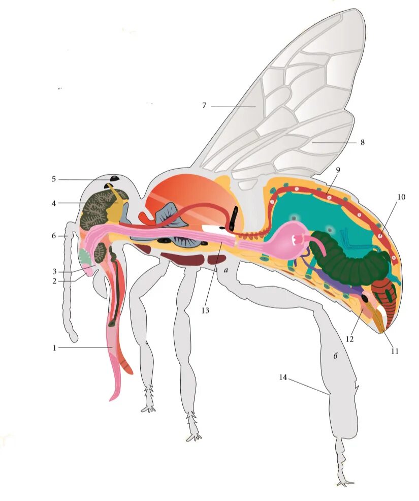 Внутреннее строение пчелы медоносной. Схема внутреннего строения пчелы. Внутренне строение пчелы. Анатомия пчелы медоносной. Насекомое работающая на органы