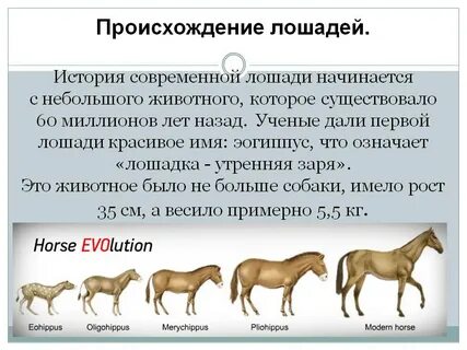 Какова роль лошади в современном мире