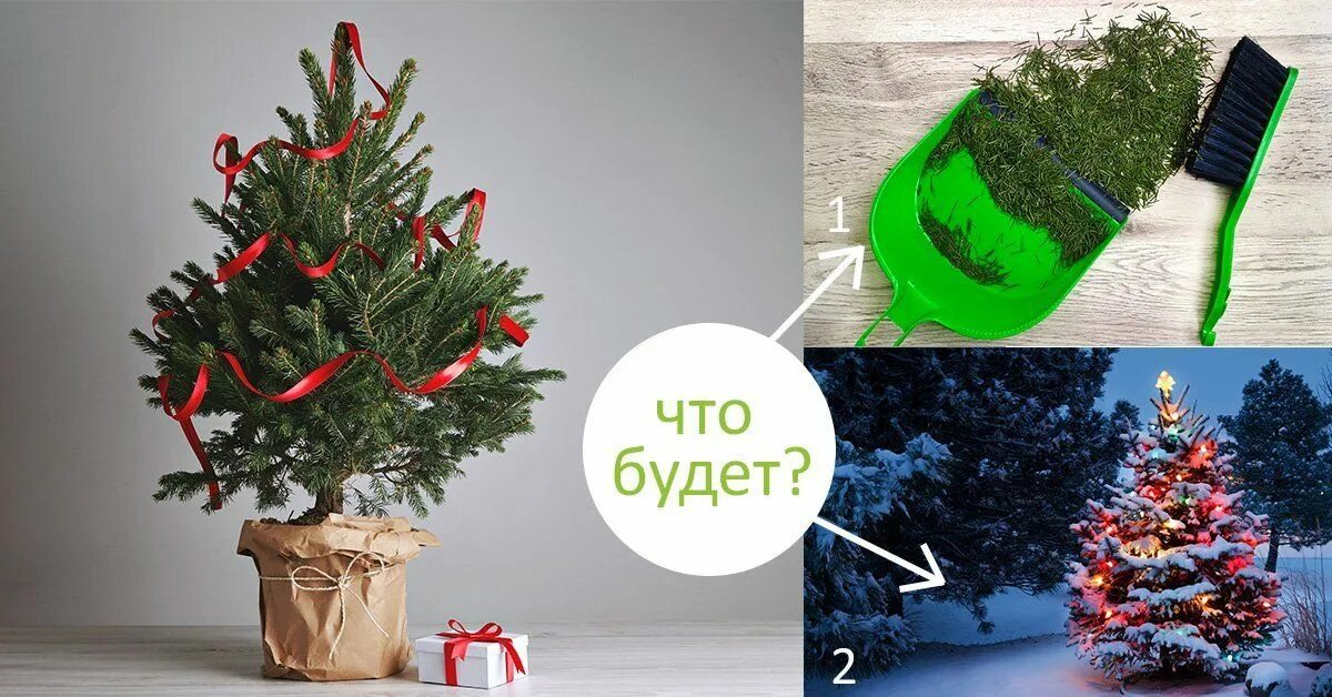 Как ставить елку дома чтобы долго стояла