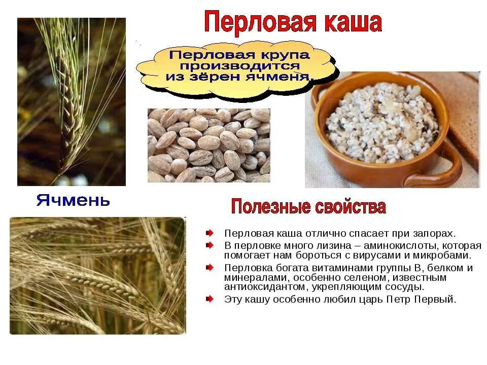 Полезное перлова. Что полезного в перловке. чем полезна перловая крупа. полезные качества перловки. перловая крупа характеристика.