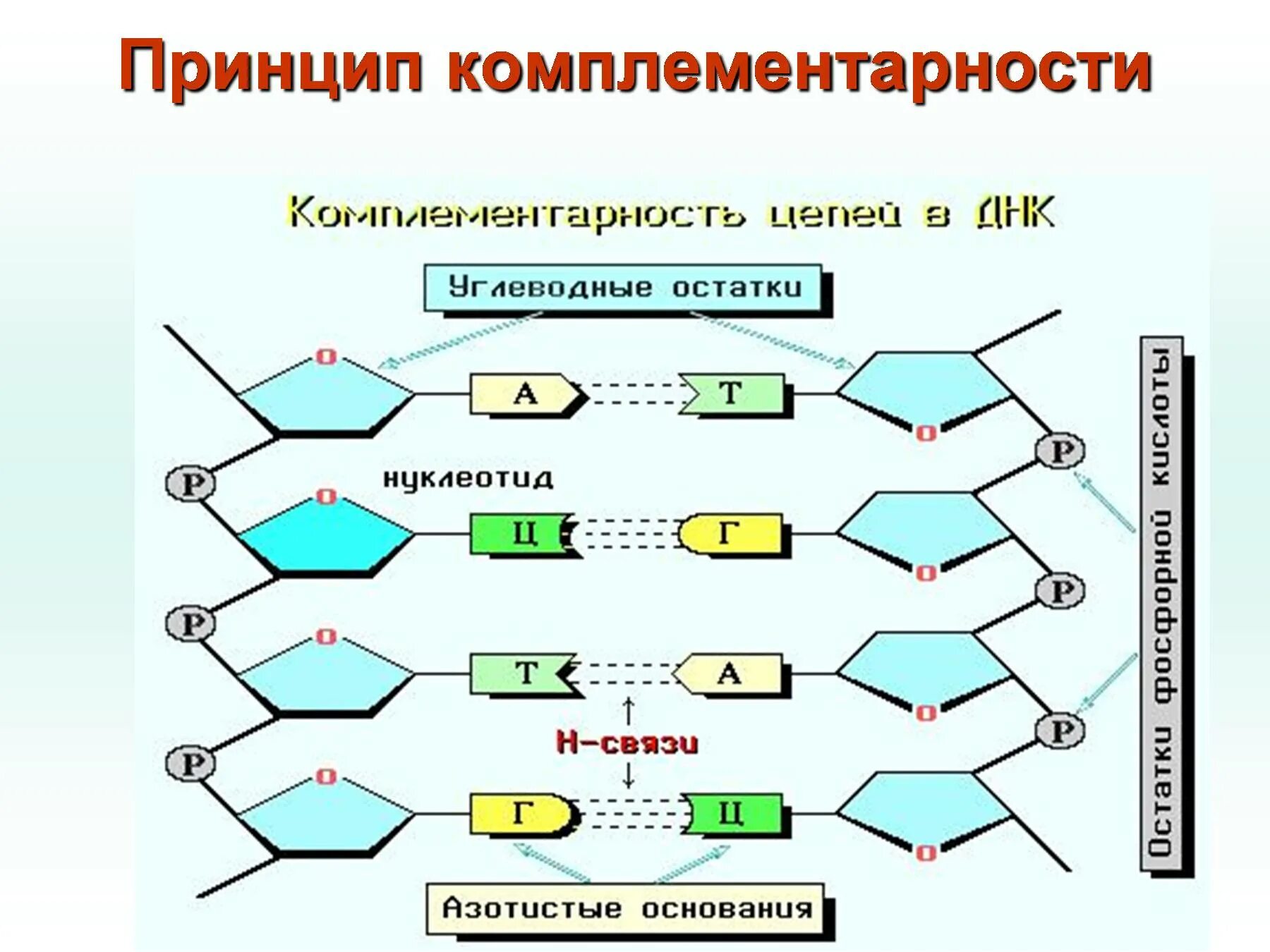 Комплиментарные днк. Принцип комплементарности ДНК. Принцип комплементарности нуклеиновых кислот. Комплементарность молекулы ДНК. Схема азотистых оснований в ДНК.